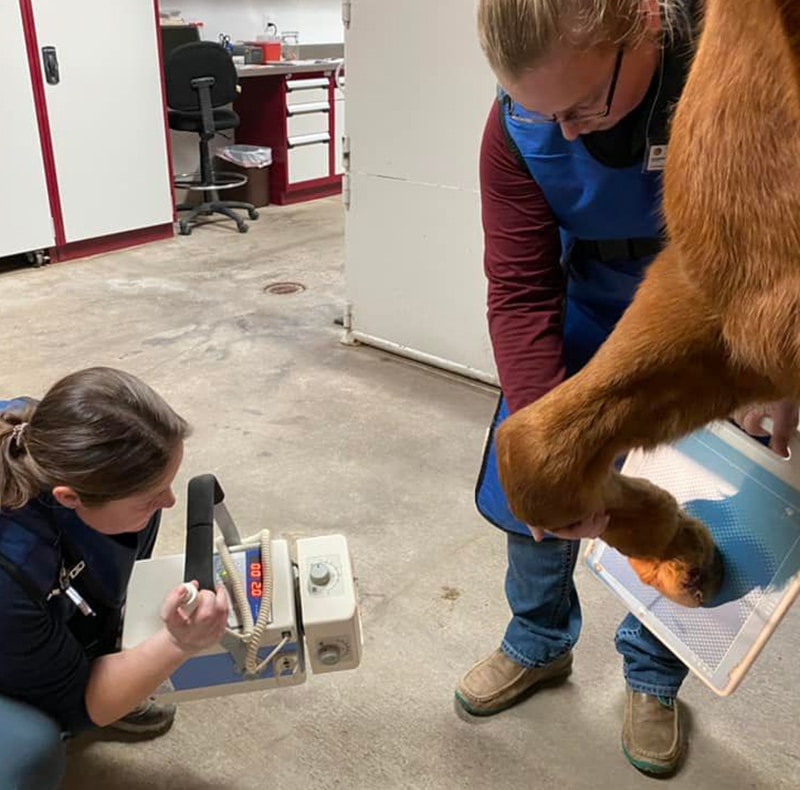 Two people in protective aprons are taking an X-ray of a horse’s hoof at an animal hospital. One holds the horse’s leg on a machine while the other veterinarian operates the X-ray device.