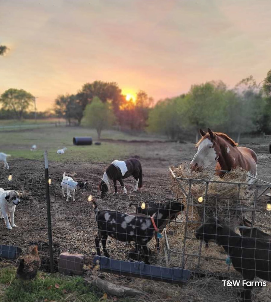 A peaceful farm scene at sunset features a horse, ponies, goats, sheep, and a dog near a wire fence. String lights glow above, with green trees behind. "T&W Farms" is in the corner—perfect for any veterinarian or pet clinic-themed décor.