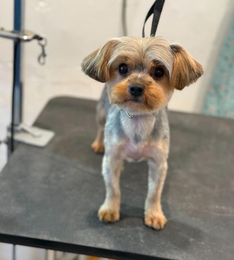 A small dog with short, light brown and grey fur stands on a grooming table at the pet clinic, looking up at the camera. A grooming leash is attached to its collar. The background, likely in the vet’s office, is slightly blurred.