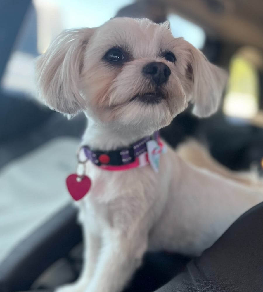 A small white dog with short fur and floppy ears sits in a car, wearing a purple and pink collar with a red heart-shaped tag, on the way to the pet clinic. The background is blurred.