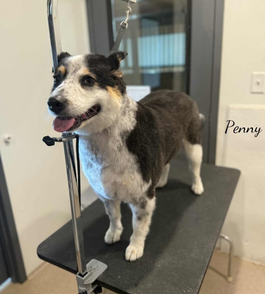 A black, white, and tan dog named Penny stands on a grooming table, secured with a leash. Penny looks happy with her mouth open and tongue out in a pet clinic’s grooming room.