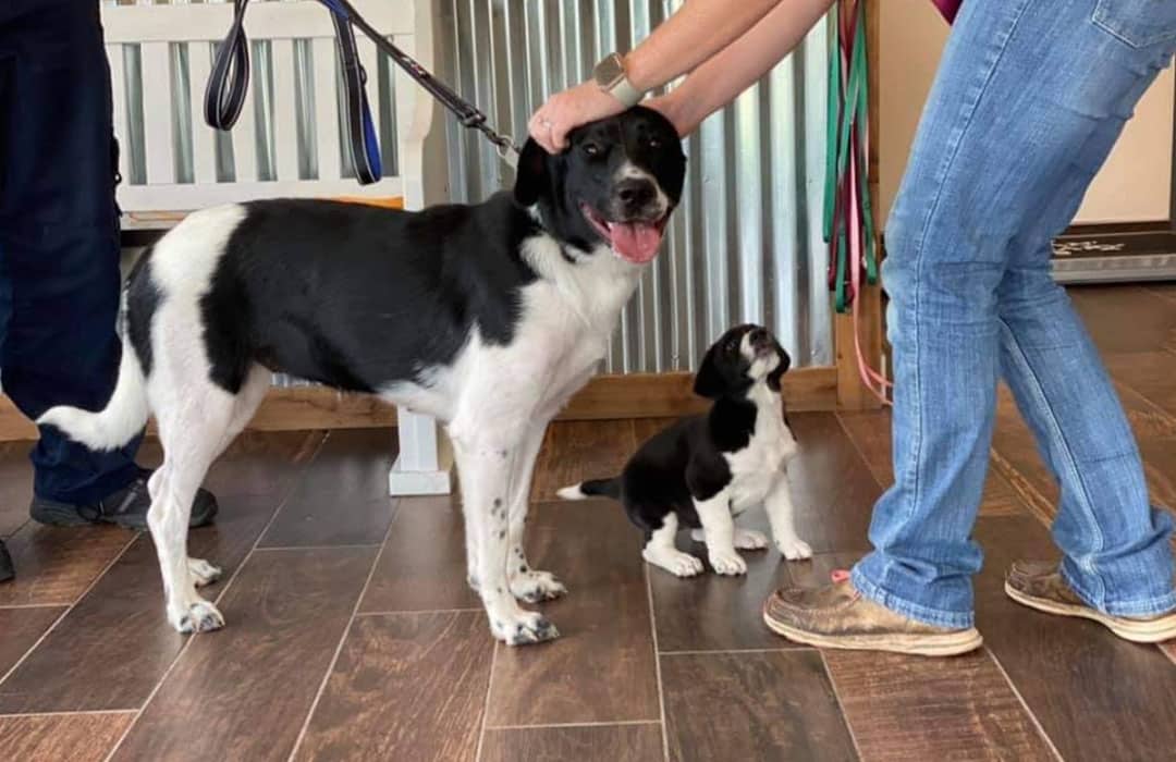 A large black and white dog on a leash stands next to a small black and white puppy outside an Animal Hospital. A person in jeans and boots pets the adult dog while the puppy looks up, as another person stands nearby.