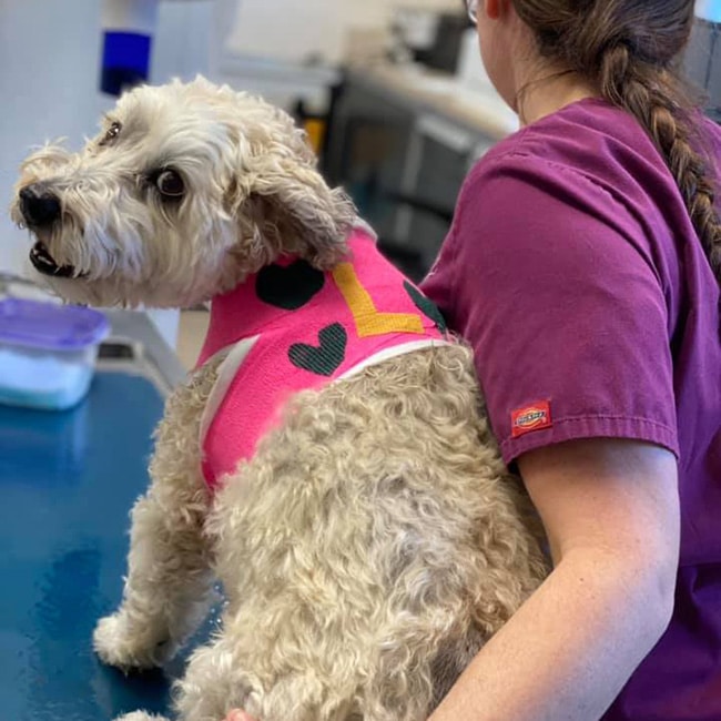 A curly-haired dog in a pink heart vest sits on an exam table at a Pet Clinic, looking back as a person in purple scrubs gently holds it—an endearing moment likely captured at the Vet.
