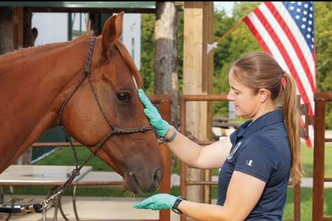A woman, possibly a veterinarian, wearing green gloves gently touches a horse’s face outdoors. An American flag and trees are visible in the background.