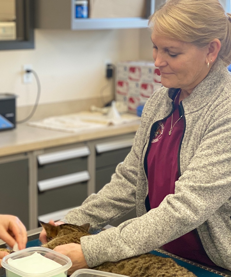A woman in a maroon shirt and gray jacket gently holds a brown tabby cat on a veterinary exam table at an animal hospital, while another person’s hand reaches toward the cat. The setting appears to be a pet clinic.